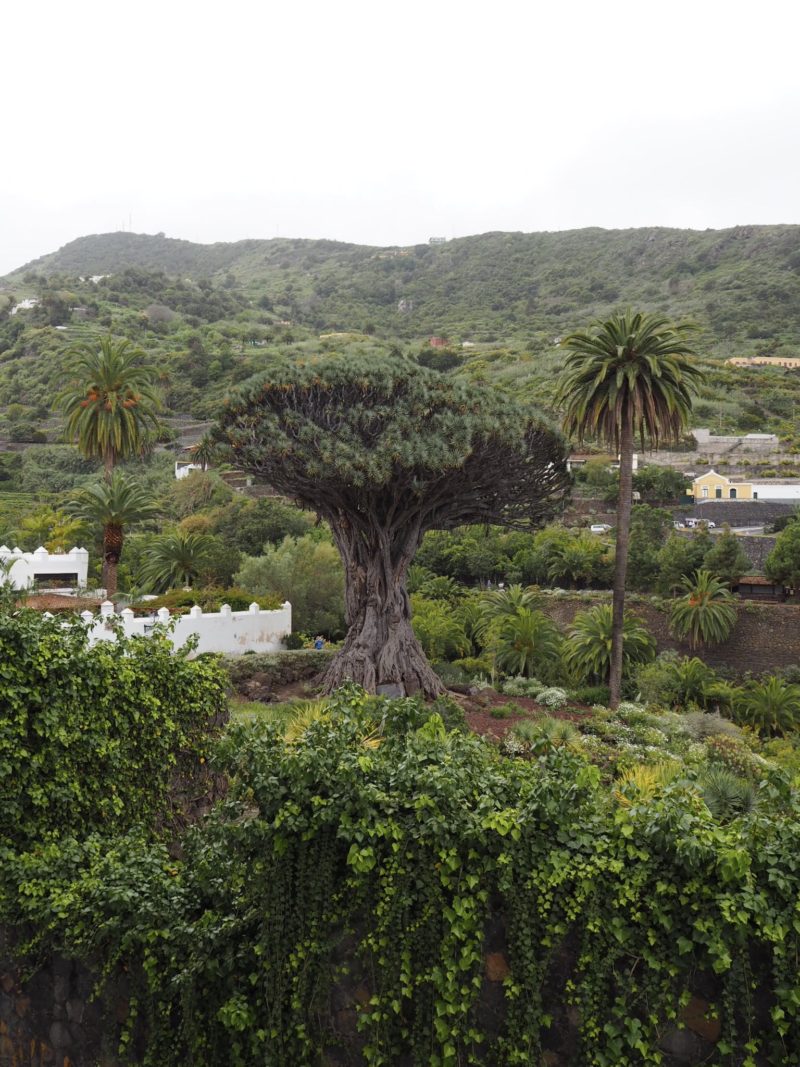 dragon tree tenerife drago