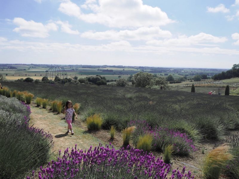 yorkshire lavender farm 