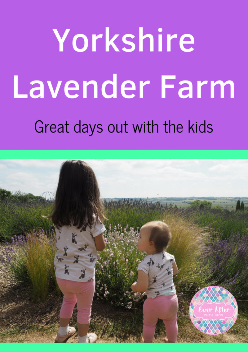 yorkshire lavender farm with kids pin 