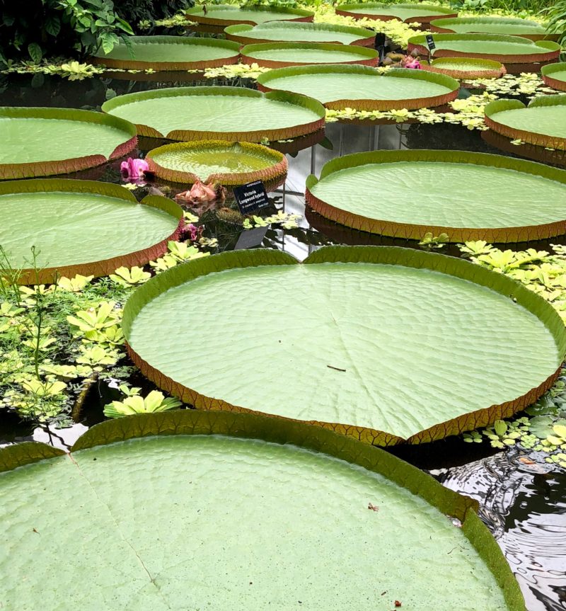 edinburgh lily pads botanic gardens