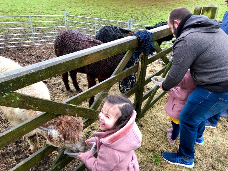 wheeldon trees farm alpacas