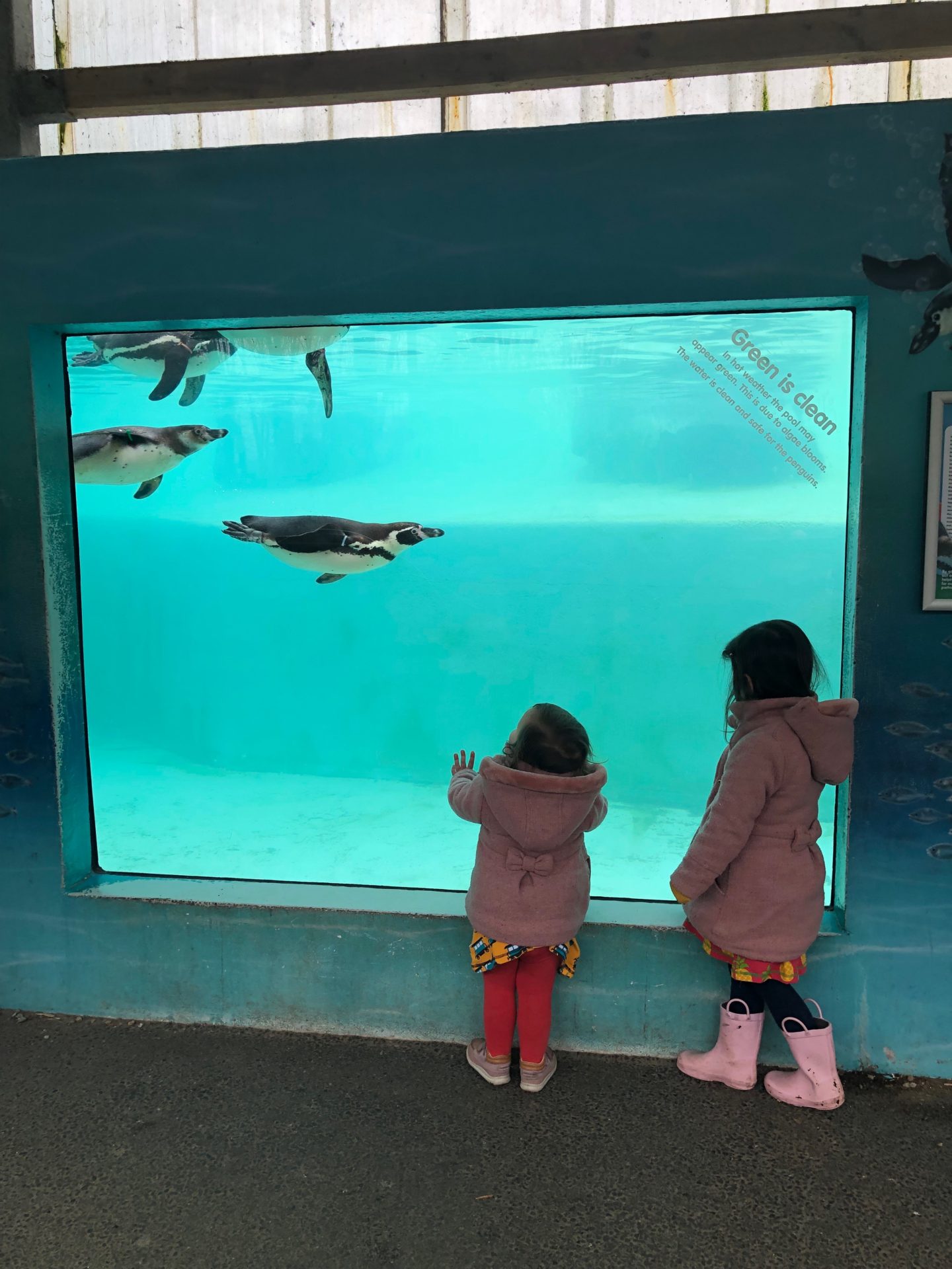 folly farm penguins wales