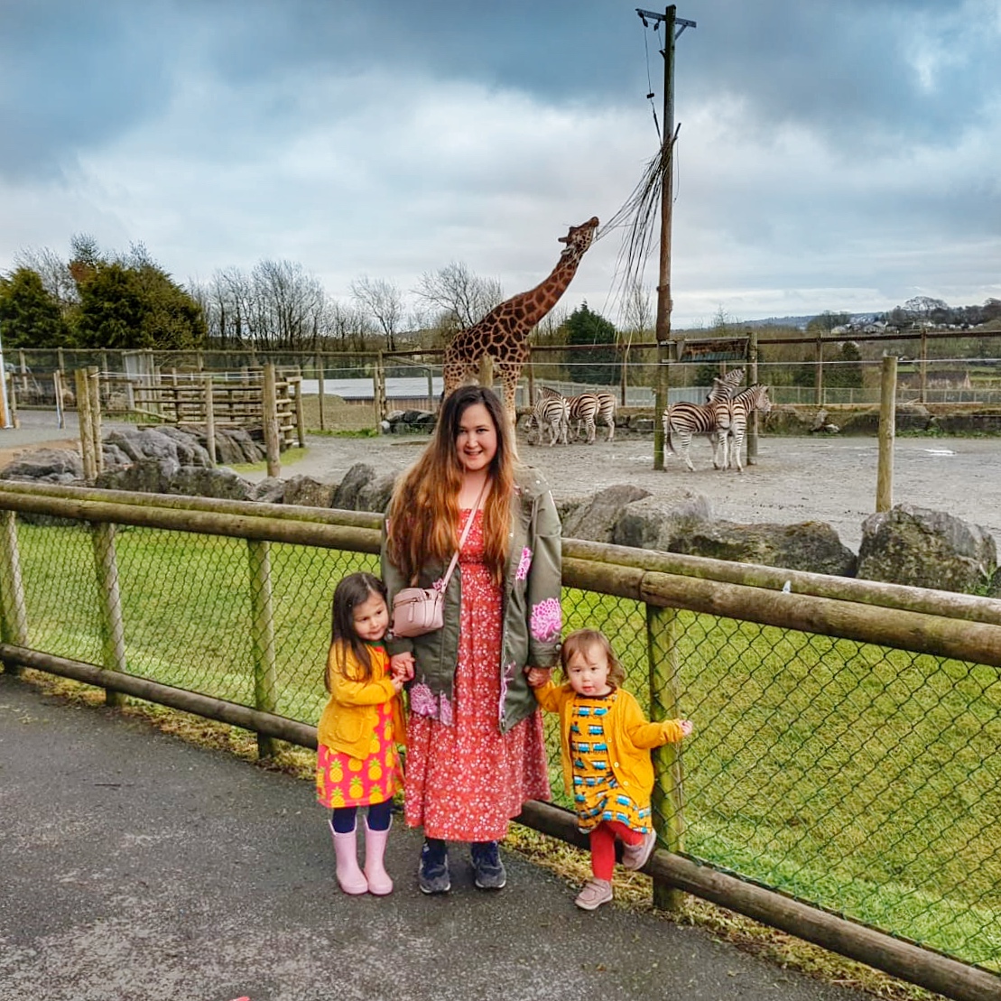 folly farm giraffe 